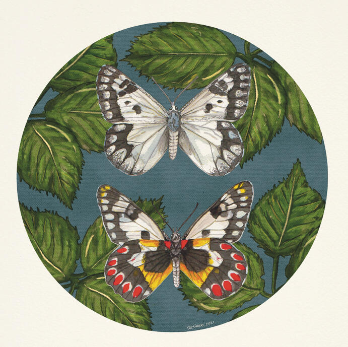 Painted Jezebel 2021