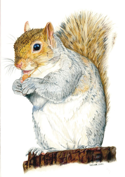 Grey Squirrel 2021