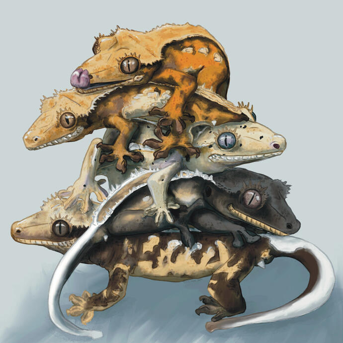 pile of crested 2021