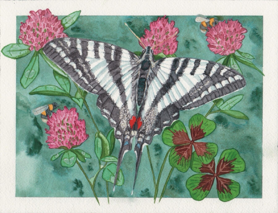 Zebra Swallowtail 2020
