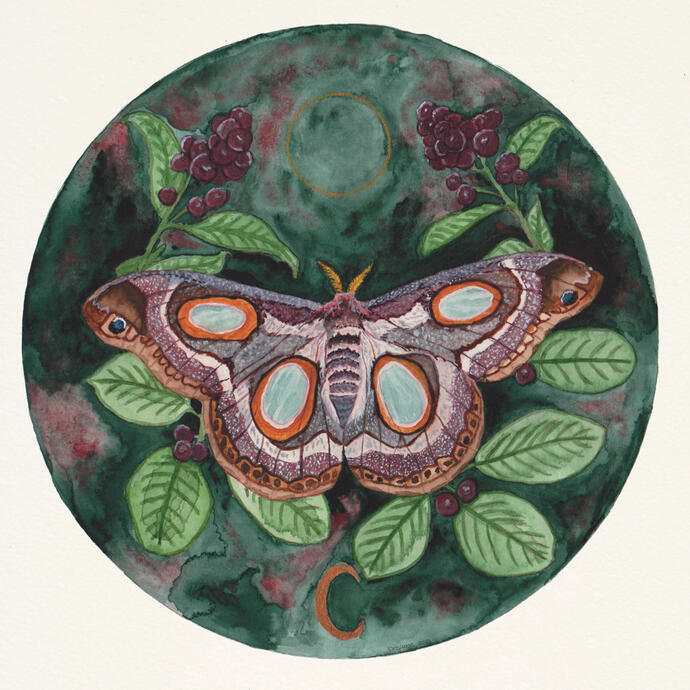 White-Ringed Atlas Moth 2020