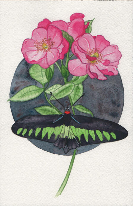 Rajah Brooke’s Birdwing 2020